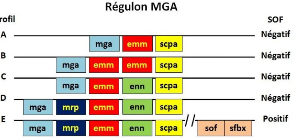 Figure  7 :  Différents  profils  du  régulon  Mga,  un  activateur  transcriptionnel  de  plusieurs  gènes de virulence du SGA (adapté de (47))