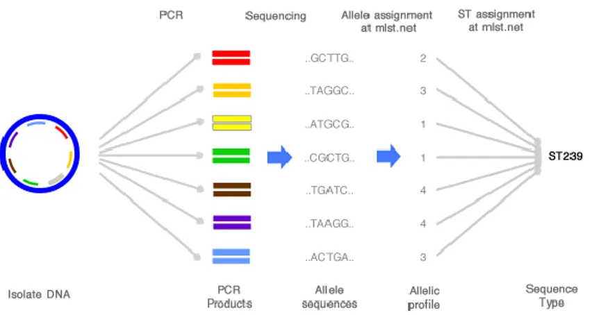 Figure 9 : Principe d’attribution d’une « sequence type » (ST) par la technique de MLST