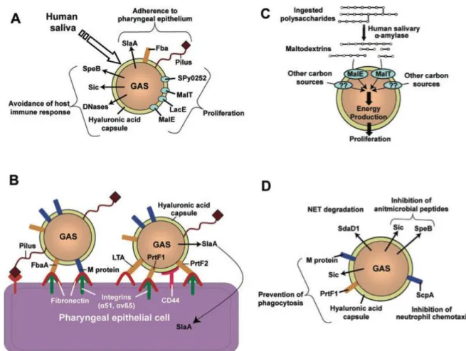 Figure  12 :  Schéma  des  protéines  du  SGA  identifiées  comme  participant  à  l’infection  pharyngée, divisé par étapes de pathogenèse (d’après Olsen et al