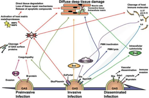 Figure 14 : Schéma reflétant la complexité et l’imbrication des multiples voies de virulence  impliquées dans les infections invasives à SGA (d’après Olsen et al
