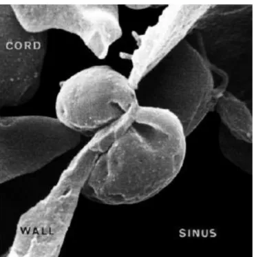 FIGURE 1 HEMATIE TRAVERSANT LE SINUS SPLENIQUE D’APRES AN 2