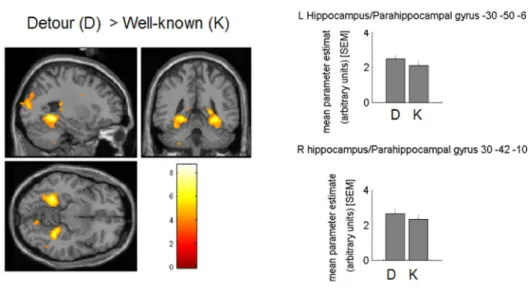 Figure 3: Detour-related activation in the hippocampus. Left panel illustrates brain areas  where activity was higher in the detour than in the well-known portion of the route in the 