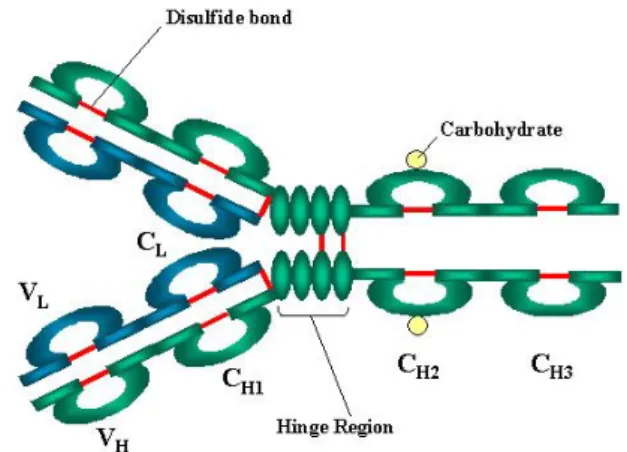 Figure 1 : Structure de base des immunoglobulines 