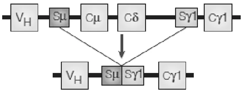 Figure 3 : Switch de classe 