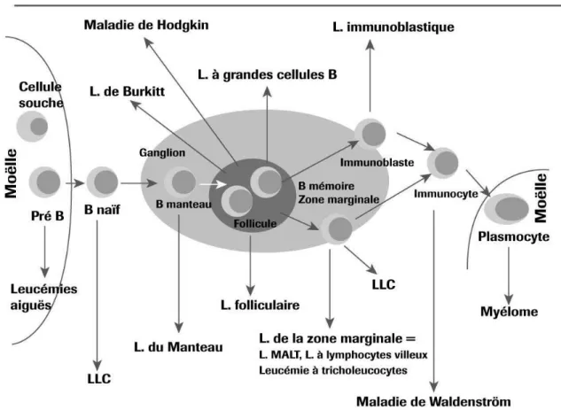 Figure 4 : Ontogénie des lymphocytes et hémopathies malignes lymphoïdes B 