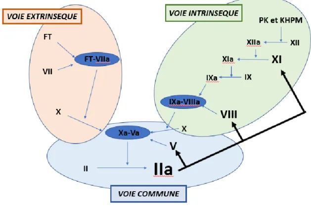 Figure 2 : L’amplification de la coagulation 