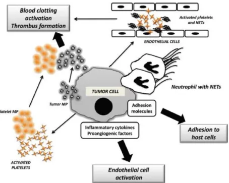 Figure 4 : Le système d’interaction entre le cancer et l’hémostase (26) 