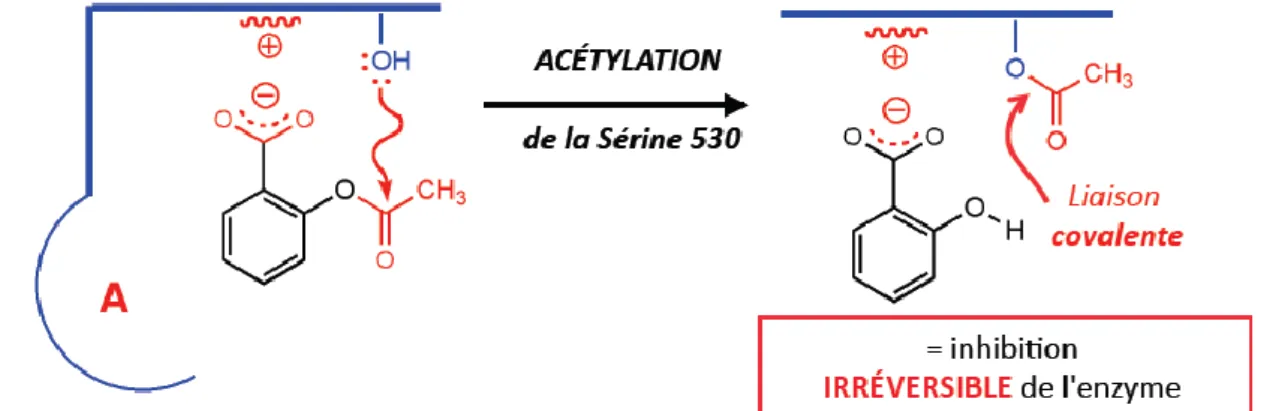 Figure 10 : Réaction de trans-estérification entre l’aspirine et l’enzyme COX 