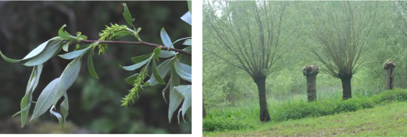 Figure 13a et 13b : Salix alba L. 