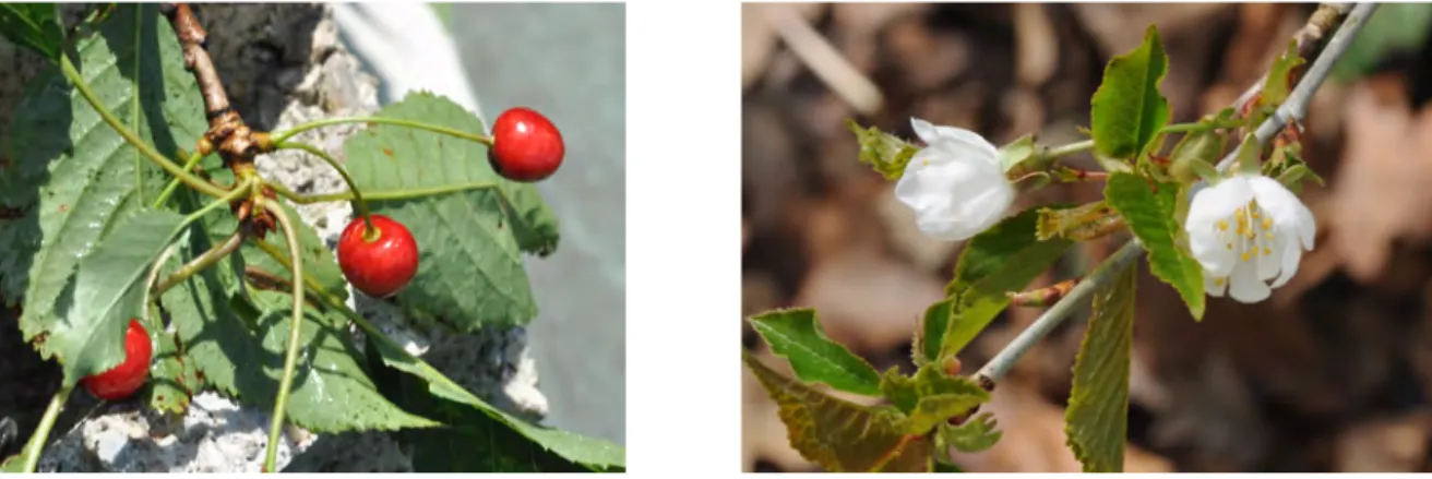 Figure 16a et 16b : Prunus avium L. 
