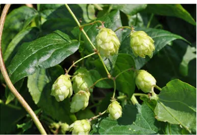 Figure 18 : Humulus lupulus L. 