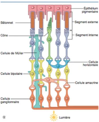 Figure 4 : Schéma de la rétine – les photorécepteurs (6) 