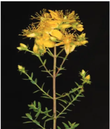 Figure 6 : Corolle de la fleur de millepertuis (Site n°3) 