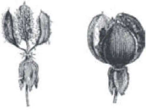 Figure 10 : Déhiscence du fruit d’Hypericum (Botineau M. 2010) 