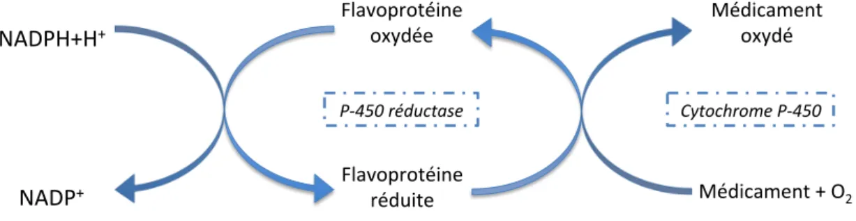 Figure 7. Schéma simplifié des différentes phases de biotransformations. 