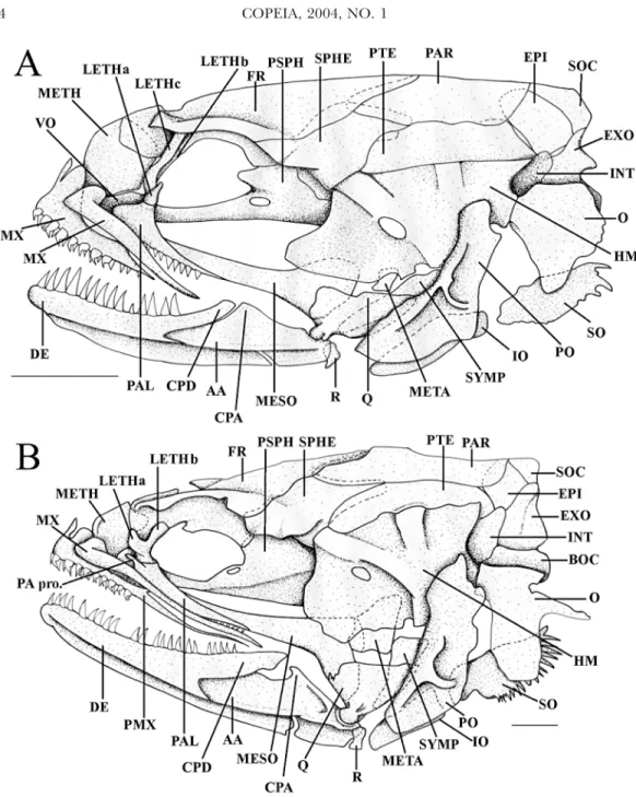 Fig. 3. Lateral view of the skull, scale bars equal 1 mm. (A) Encheliophis chardewalli, USNM 372738, 72 mm SL, Opanohu Bay, Moorea, French Polynesia; (B) Encheliophis vermicularis, VIMS 09600, 123 mm SL, Maitre Islet, New Caledonia