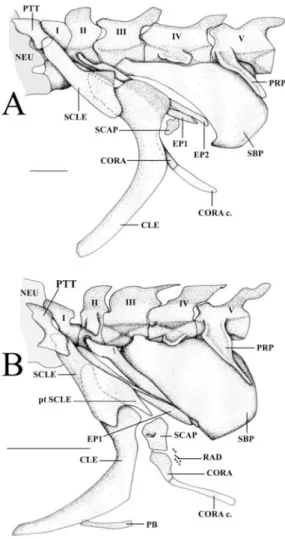 Fig. 5. Lateral view of the 10th precaudal vertebra, scale bars equal 0.5 mm. (A) Encheliophis chardewalli, USNM 372738, 72 mm SL, Opanohu Bay, Moorea, French Polynesia; (B) Encheliophis vermicularis, VIMS 09600, 123 mm SL, Maitre Islet, New Caledonia