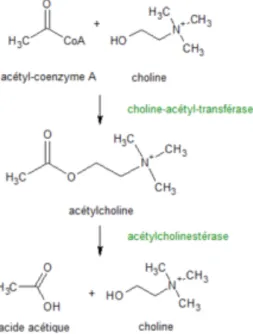 Figure 11 Dégradation de l’acétylcholine par  l’acétylcholinestérase 