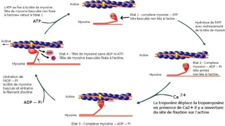 Figure 5: Principe physiologique de la contraction musculaire