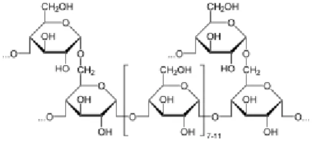Figure 8: Molécule de glycogène 
