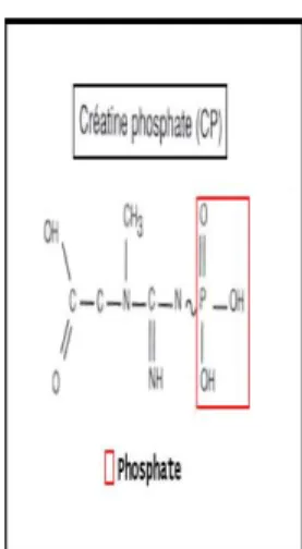 Figure 9: La Créatine-Phosphate 