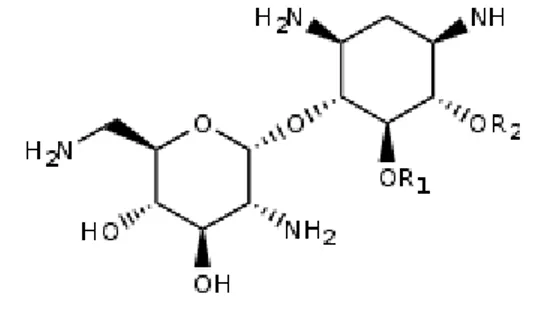 Figure 1 : Noyau central des aminosides 