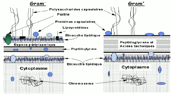 Figure 2: Structure du peptidoglycane chez les bactéries Gram+ et Gram- 