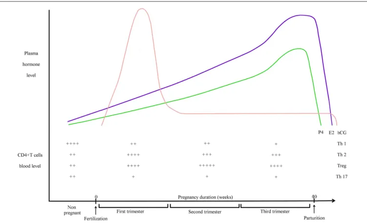 FIGURE 1 | Pregnancy hormones and CD4 + T cells blood levels during human pregnancy. hCG is an embryonic signal that announces the presence of an embryo to the maternal organism