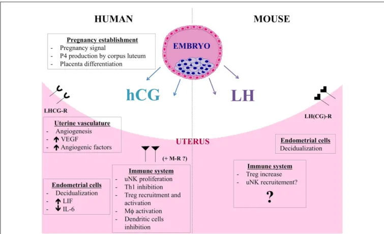 FIGURE 2 | hCG and LH functions during human and murine pregnancy.