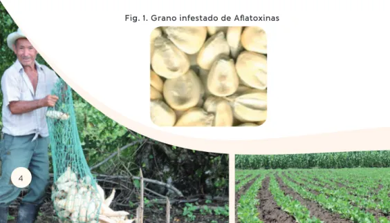 Fig. 1. Grano infestado de Aflatoxinas