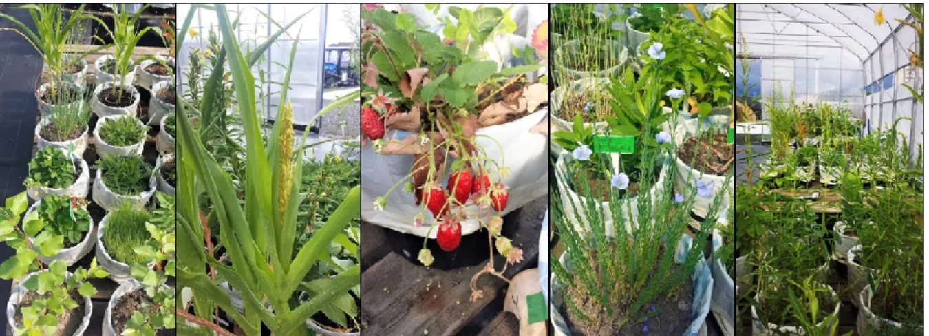 Figure 1:Illustration of the experiment. Panel 1:one experimental block; panel 2: maize (Zea mays); panel  3: strawberries fruits (Fragaria ananassa); panel 4: blooming common flax (Linum usitatissimum); panel 5: 