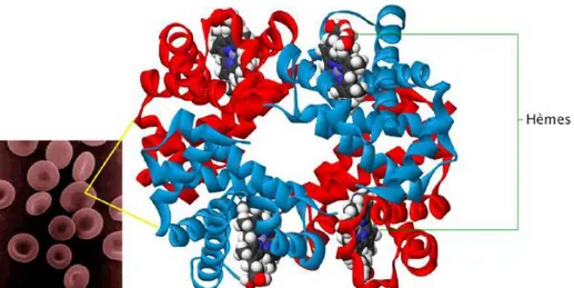 Figure 1:Structure d’une molécule d’hémoglobine. Chaque globule rouge contient de nombreuses molécules  d’hémoglobine