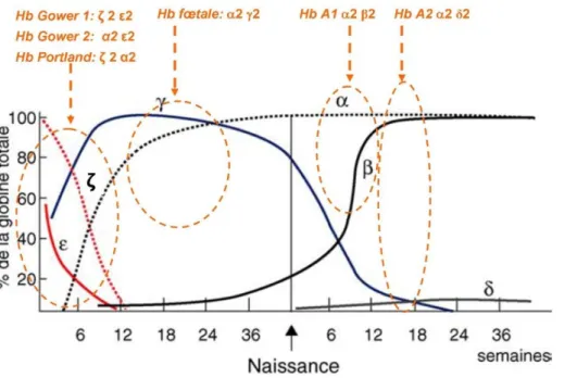 Figure 2 :  Expression des gènes globine (et hémoglobines conséquentes) au cours du développement  ontogénique