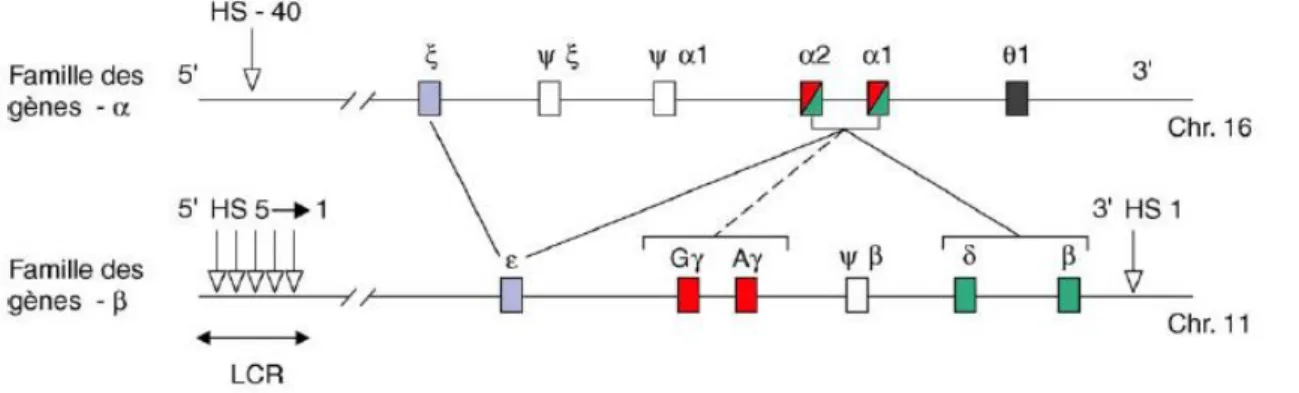 Figure 3:Structure et organisation des deux familles de gènes-globine.   