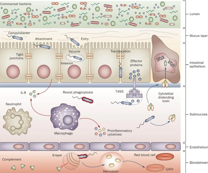 Figure 8 : Mécanismes de pathogénicité utilisés par Campylobacter pour traverser le tractus  gastro-intestinal (39)