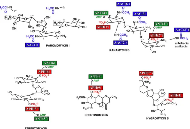 Figure 12 : Exemples de modifications enzymatiques pouvant être induites sur certains  aminoglycosides (97)
