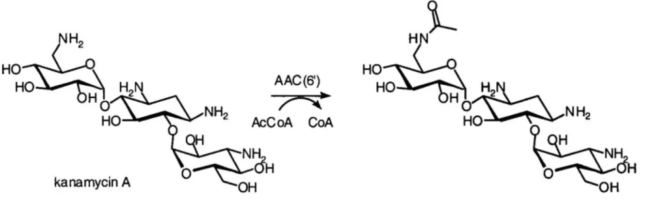 Figure 13 : Exemple de l'acétylation de la kanamycine A par une AAC(6’) (98). 