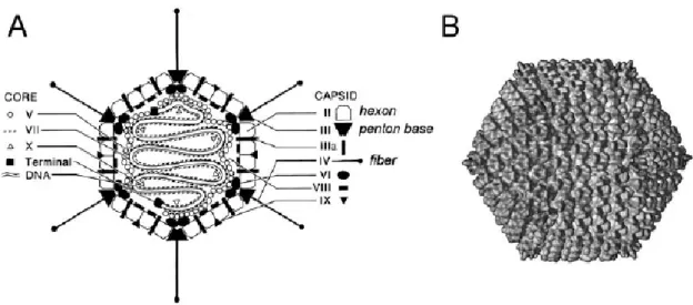 Figure 2 : Schéma de la structure de l’adénovirus  D’après Rux et al., 2004. 