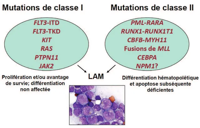 Figure  3.  Classes  de  mutations  impliquées  dans  la  physiopathologie  des  leucémies  aiguës myéloïdes 