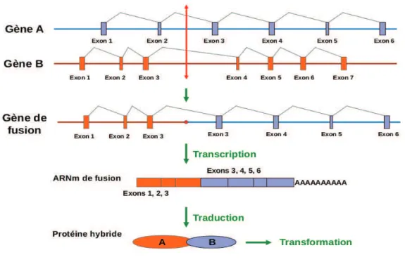 Figure  7.  Représentation  schématique  d'un  réarrangement  chromosomique  aboutissant à la synthèse d'un transcrit de fusion 