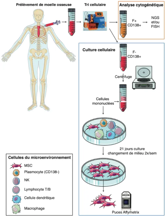 Figure 3: Schématisation de l'isolation des MSC à l'analyse transcriptomique 