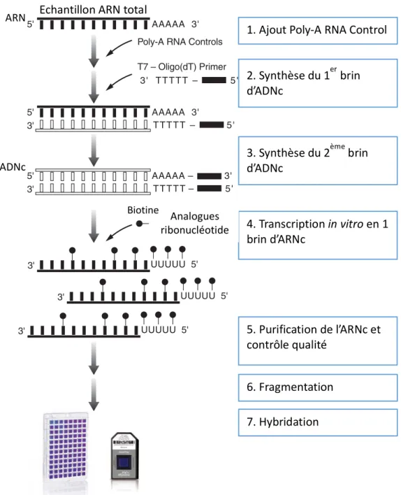 Figure 1.1  3' IVT PLUS Amplification and Labeling Process
