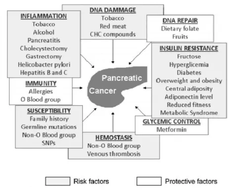 Figure 6 - Facteurs étiologiques du cancer du pancréas (15) 