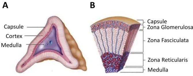 Figure 2 : (A) Schéma anatomique de la glande surrénale. (B) Coupe transversale microscopique  de la glande surrénale 