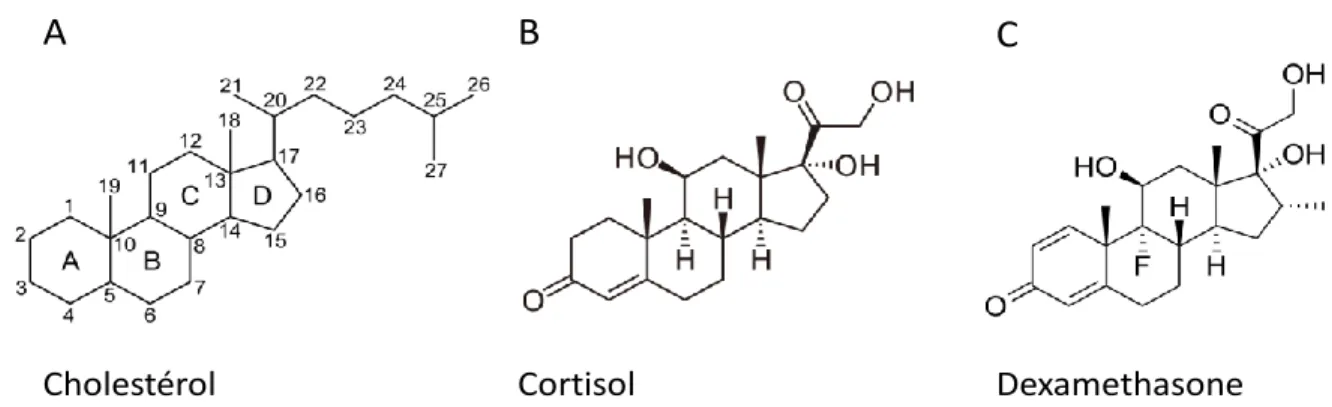 Figure  5  :  Numérotation  et  structure  chimique  des  dérivés  stéroïdiens.  (A)  Numérotation  et  structure chimique du cholestérol
