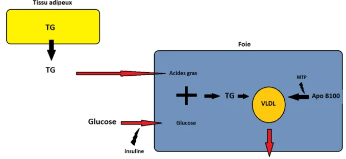Figure 8: Schéma du métabolisme hépatique 