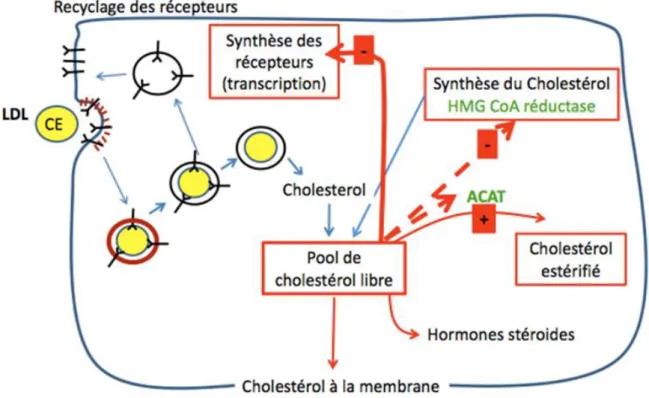 Figure 9: Rétrocontrôle exercé par les LDL non oxydés 4 