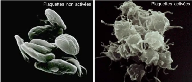 Figure 16: Comparaison plaquette non activées vs activées 86 