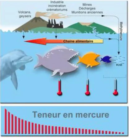Figure 5 - Cinétique environnementale et biomagnification du me rcure (60) 