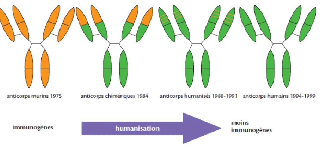 Figure 25: Différences entre chaque classe d'anticorps monoclonaux [28] 